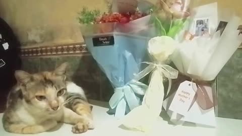 My Female Cat Thinks This Flower Bouquet Is HERS 😹 | The Most Confident Cat Ever!