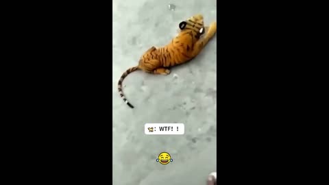 Funny Dogs