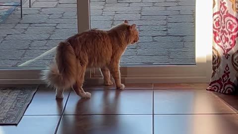 House Cat Making Friends With a Bobcat