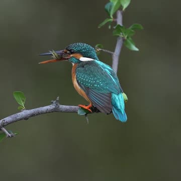 Little Cutie Kingfisher | Nature’s Tiny Jewel