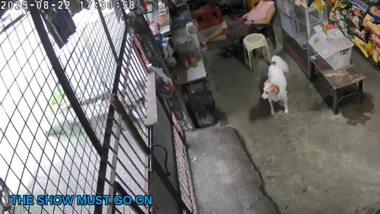 Mitsubishi Xpander 2019 Live