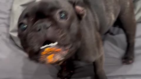 Frenchie Puppy Gets Into a Bag of Cheetos