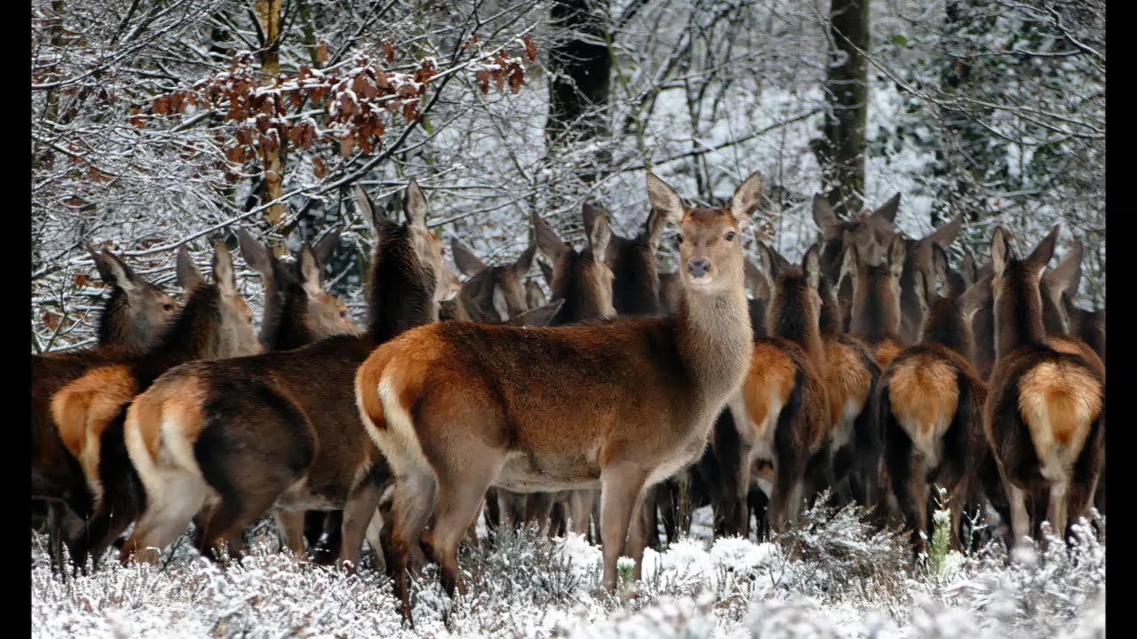 Lord Winter - Herd