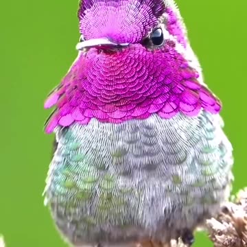 Beautiful hummingbird