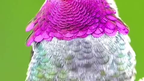 Beautiful hummingbird