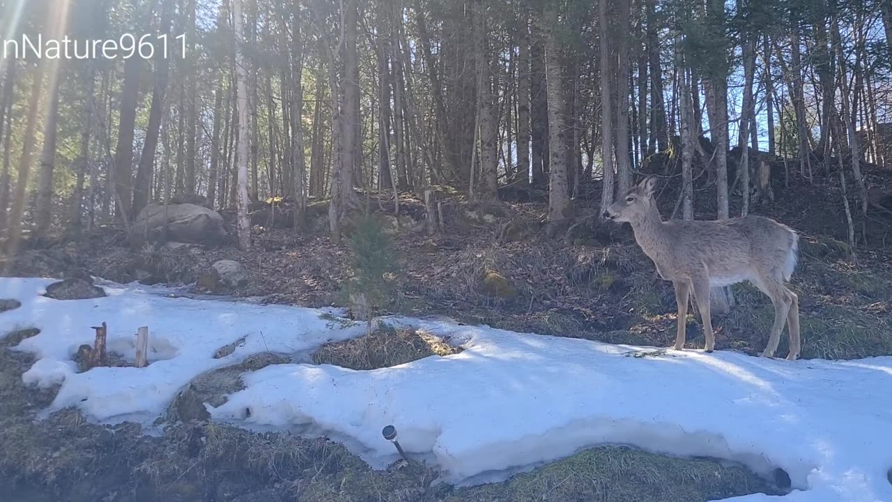 Single deer shows up