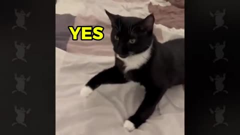 Funny cats