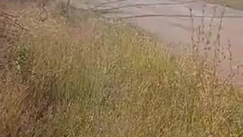 🇷🇺🎥 Ukraine Russia War | Russians Evacuate Trophy M113 APC in South Donetsk | RCF