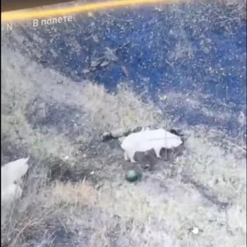 Dimitri is Pigfood Now