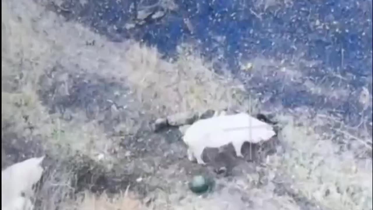Dimitri is Pigfood Now