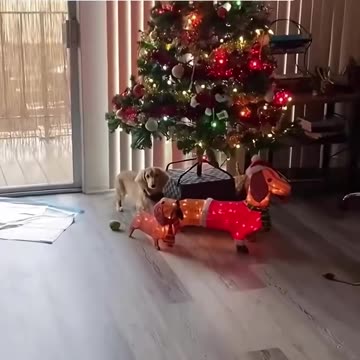 Dogs For make you happy