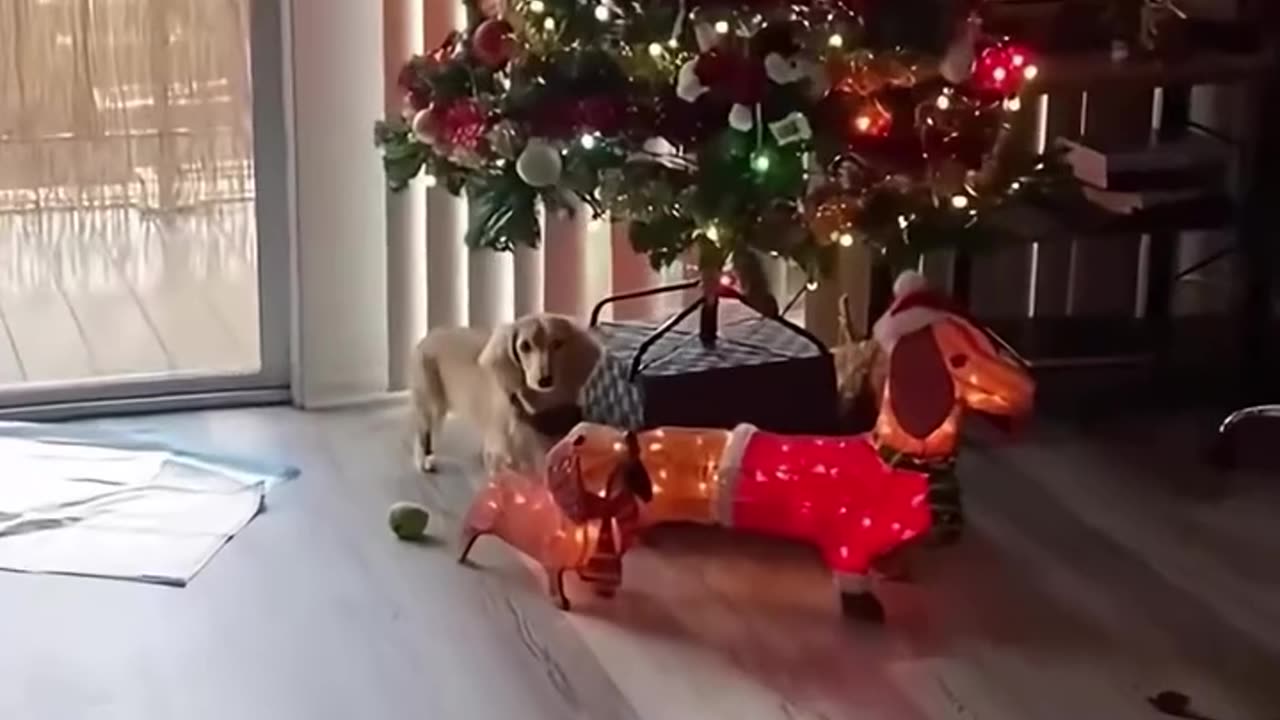 Dogs For make you happy