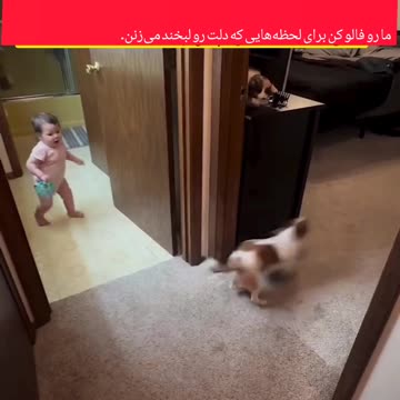 Peekaboo, Puppy Style! قایم‌موشک به سبک سگ‌ها!