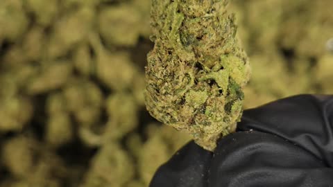 Lemon Snow Leopard THC Flower