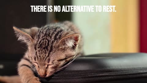 THERE IS NO ALTERNATIVE TO REST, SILENCE, STILLNESS | 30 SECOND TIME-OUT | #short