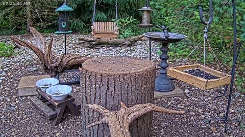 LIVE 24/7 Indiana Birds, Squirrels and Wildlife Feeder Cam