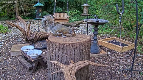 LIVE 24/7 Indiana Birds, Squirrels and Wildlife Feeder Cam