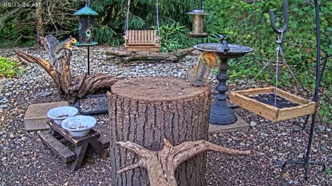 LIVE 24/7 Indiana Birds, Squirrels and Wildlife Feeder Cam