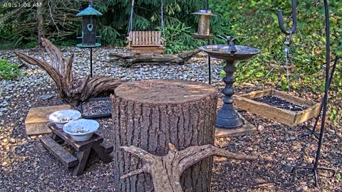 LIVE 24/7 Indiana Birds, Squirrels and Wildlife Feeder Cam