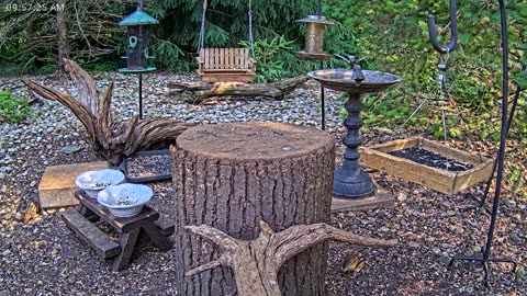 LIVE 24/7 Indiana Birds, Squirrels and Wildlife Feeder Cam