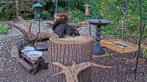 LIVE 24/7 Indiana Birds, Squirrels and Wildlife Feeder Cam