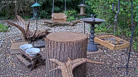 LIVE 24/7 Indiana Birds, Squirrels and Wildlife Feeder Cam