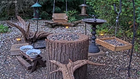 LIVE 24/7 Indiana Birds, Squirrels and Wildlife Feeder Cam