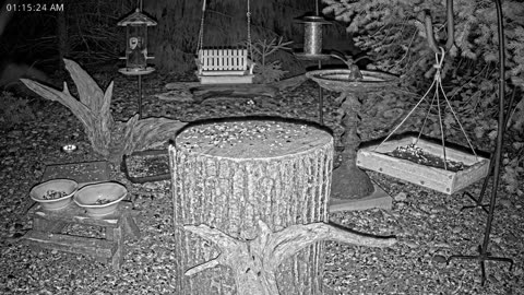 LIVE 24/7 Indiana Birds, Squirrels and Wildlife Feeder Cam
