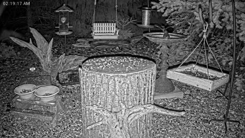 LIVE 24/7 Indiana Birds, Squirrels and Wildlife Feeder Cam