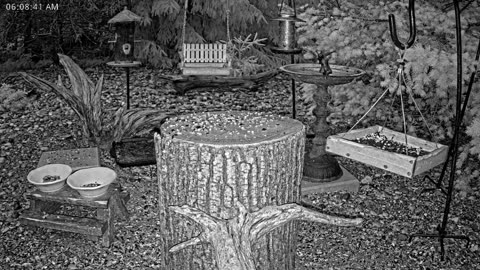 LIVE 24/7 Indiana Birds, Squirrels and Wildlife Feeder Cam
