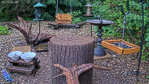 LIVE 24/7 Indiana Birds, Squirrels and Wildlife Feeder Cam