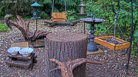 LIVE 24/7 Indiana Birds, Squirrels and Wildlife Feeder Cam