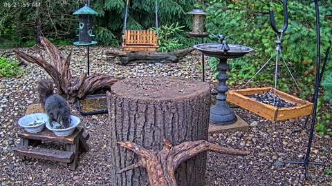 LIVE 24/7 Indiana Birds, Squirrels and Wildlife Feeder Cam