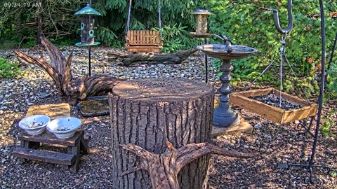 LIVE 24/7 Indiana Birds, Squirrels and Wildlife Feeder Cam