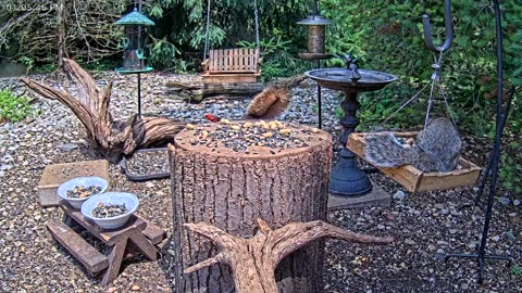 LIVE 24/7 Indiana Birds, Squirrels and Wildlife Feeder Cam