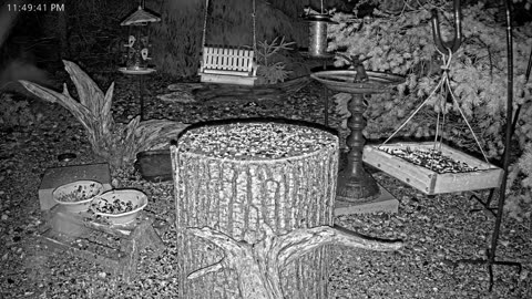 LIVE 24/7 Indiana Birds, Squirrels and Wildlife Feeder Cam
