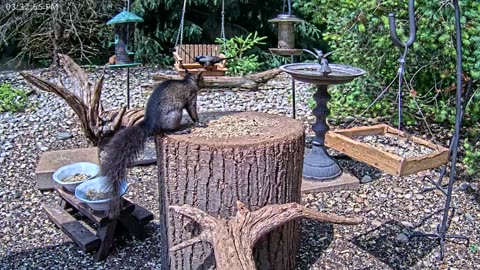 LIVE 24/7 Indiana Birds, Squirrels and Wildlife Feeder Cam