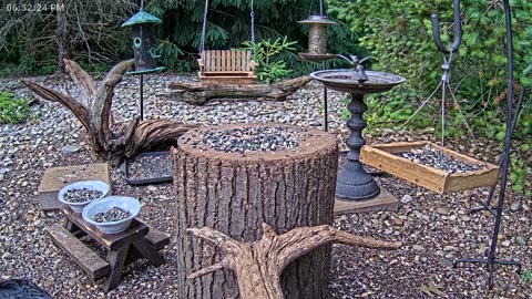 LIVE 24/7 Indiana Birds, Squirrels and Wildlife Feeder Cam