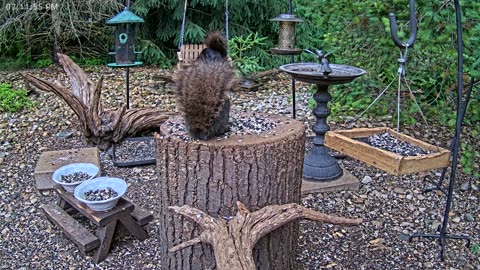LIVE 24/7 Indiana Birds, Squirrels and Wildlife Feeder Cam