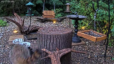 LIVE 24/7 Indiana Birds, Squirrels and Wildlife Feeder Cam