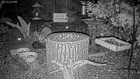 LIVE 24/7 Indiana Birds, Squirrels and Wildlife Feeder Cam