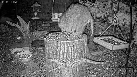 LIVE 24/7 Indiana Birds, Squirrels and Wildlife Feeder Cam
