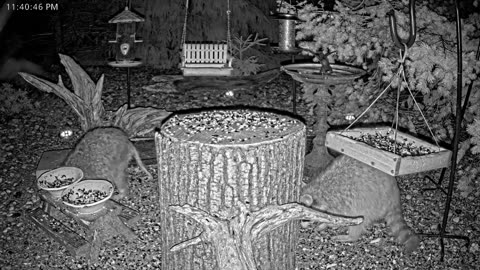 LIVE 24/7 Indiana Birds, Squirrels and Wildlife Feeder Cam