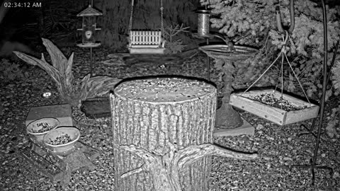 LIVE 24/7 Indiana Birds, Squirrels and Wildlife Feeder Cam