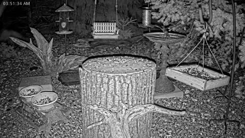LIVE 24/7 Indiana Birds, Squirrels and Wildlife Feeder Cam
