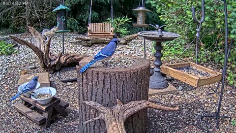 LIVE 24/7 Indiana Birds, Squirrels and Wildlife Feeder Cam