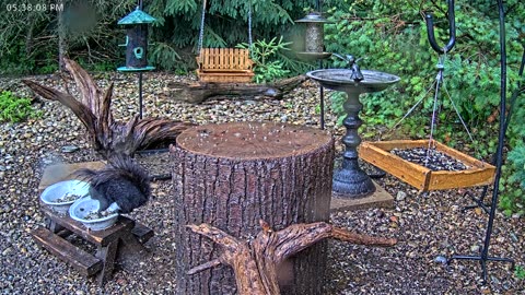 LIVE 24/7 Indiana Birds, Squirrels and Wildlife Feeder Cam