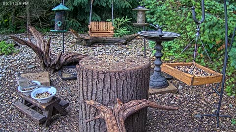LIVE 24/7 Indiana Birds, Squirrels and Wildlife Feeder Cam