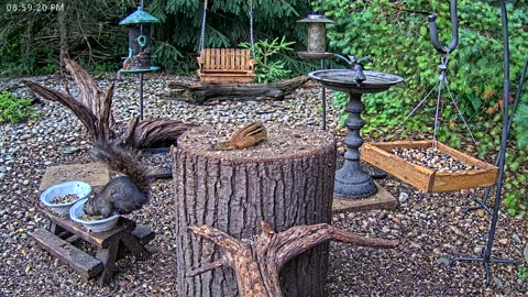 LIVE 24/7 Indiana Birds, Squirrels and Wildlife Feeder Cam