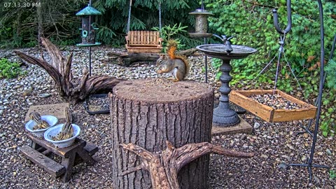 LIVE 24/7 Indiana Birds, Squirrels and Wildlife Feeder Cam